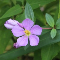 Melastomataceae